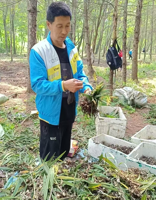 返乡创业农民王海林：山芋头种植 土里刨出“金娃娃”