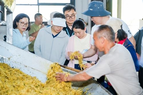 国家中药材产业技术体系太子参单品种攻关工作会议在贵州施秉举办(图4)